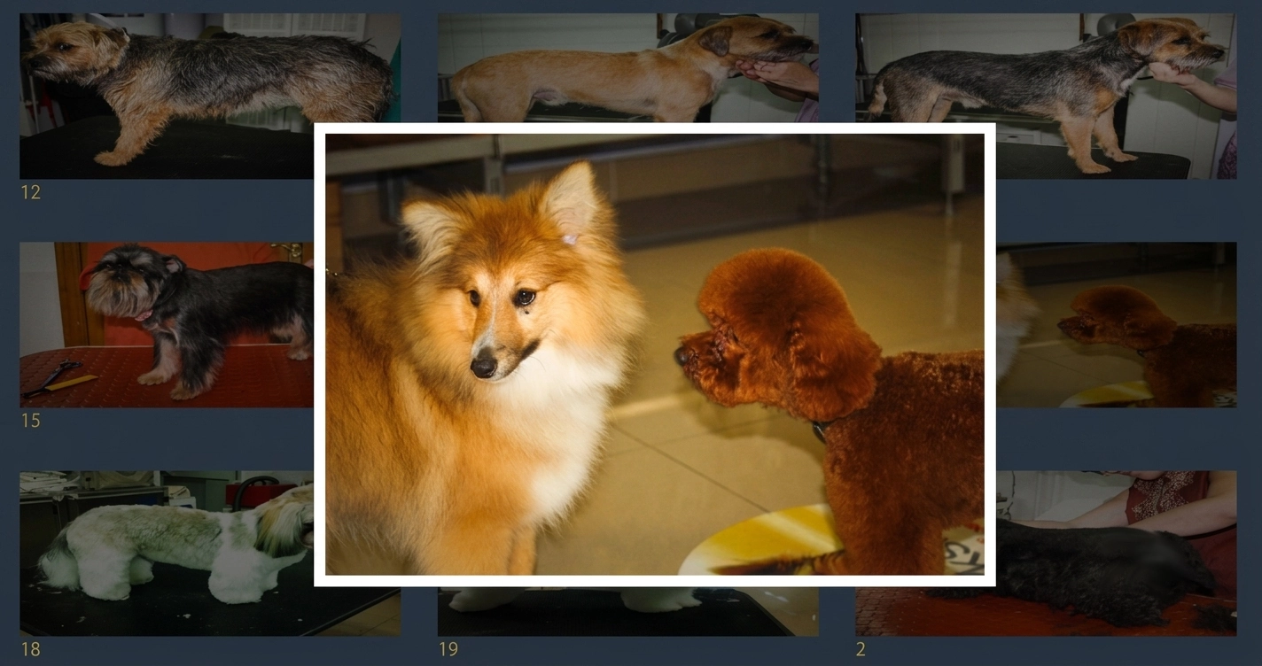 Captura de Lassie Dog